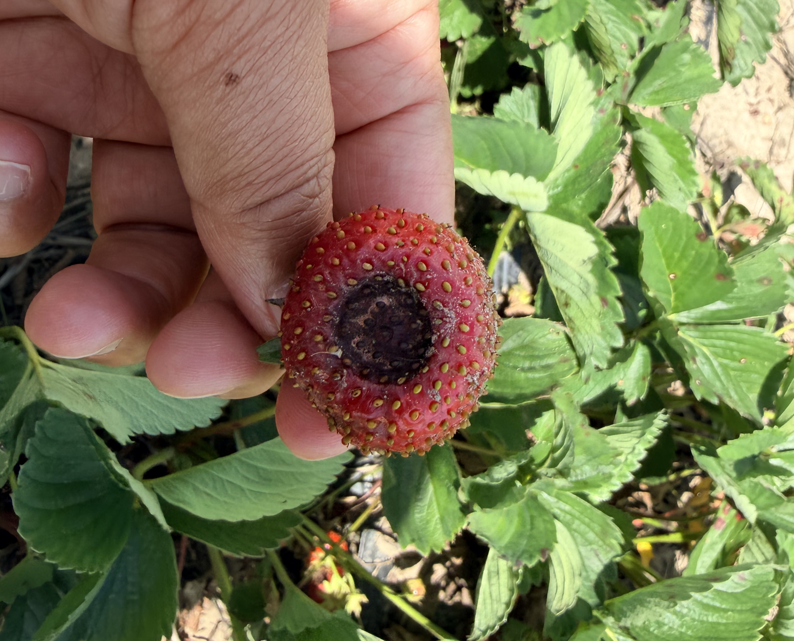 A rotten strawberry fruit. 